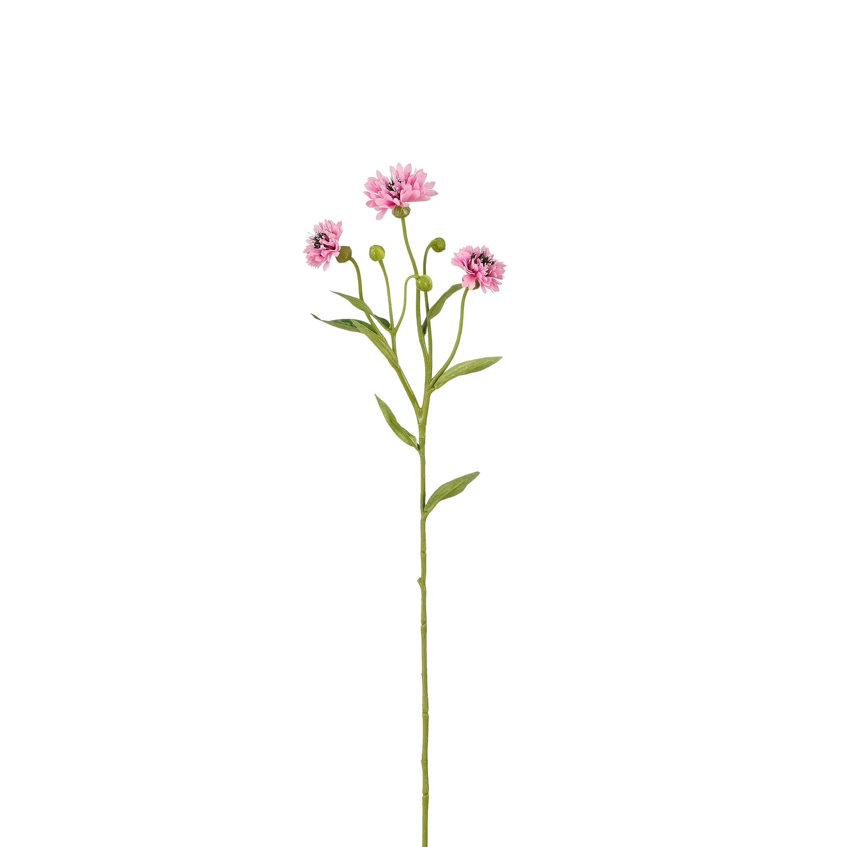 Edelmann Kornblume Kornblume - rosa