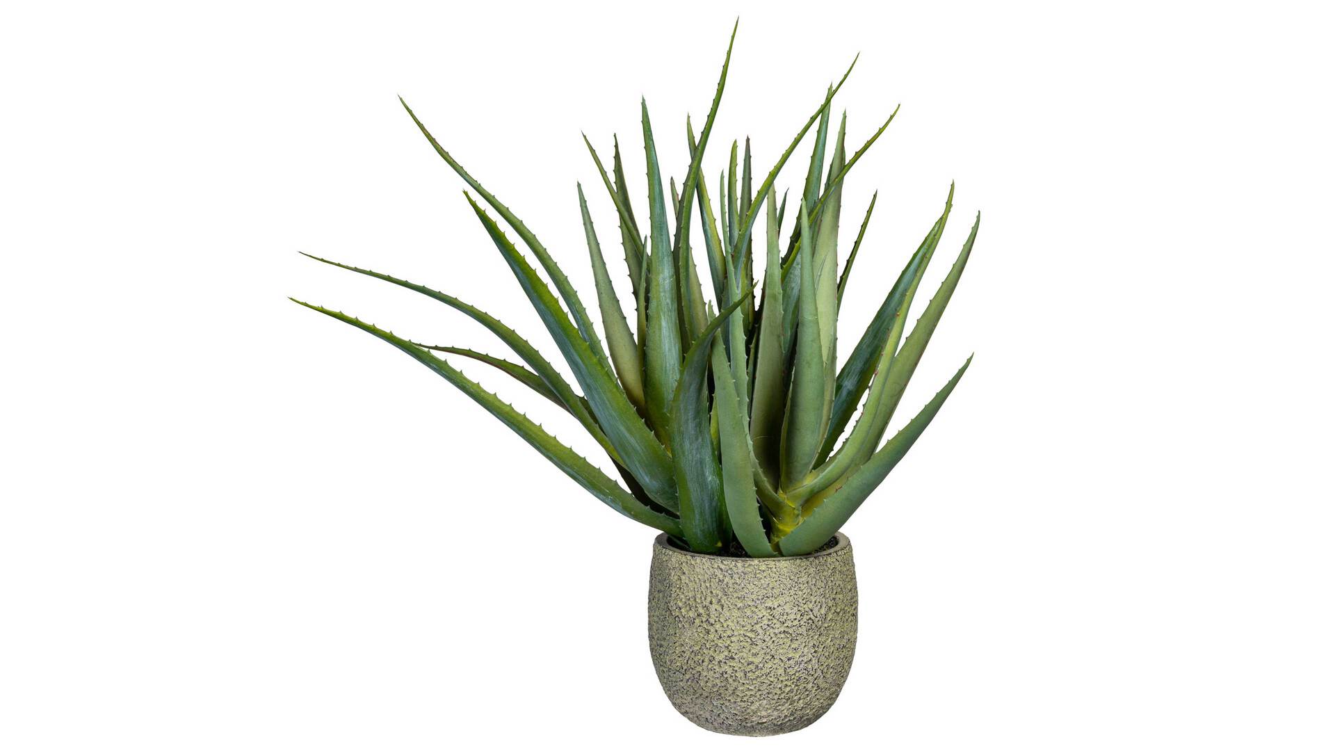 Aloe Vera Pflanze Svenja