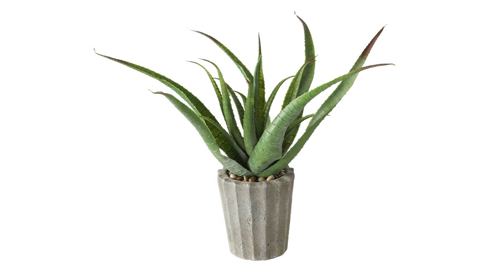 Interliving BEST BUDDYS! Aloe Vera