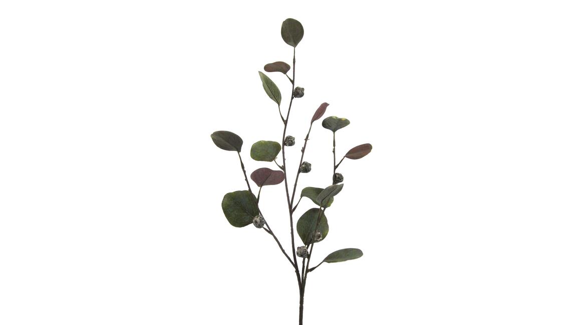 Eukalyptuszweig