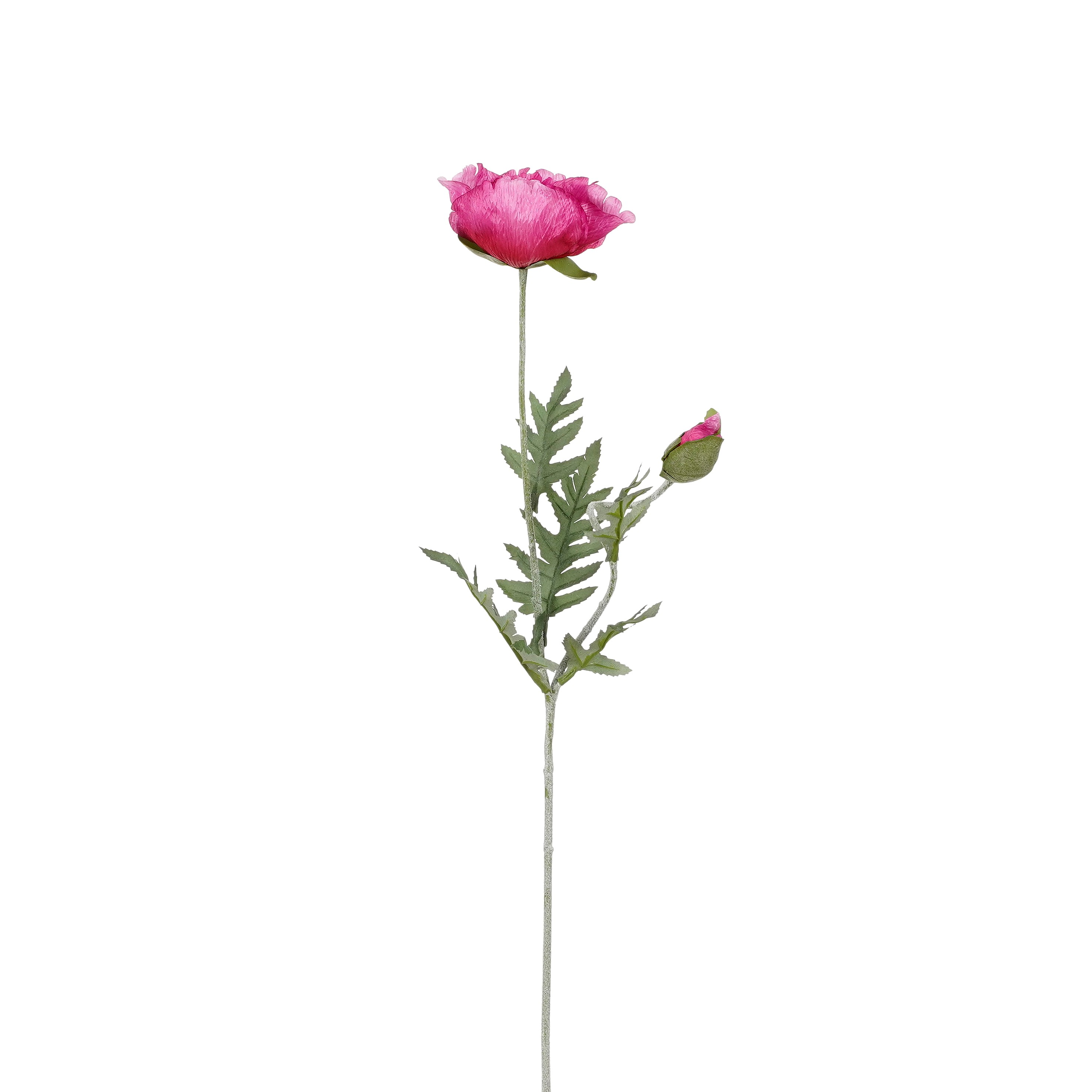 Edelmann Klatschmohn Klatschmohn - fuchsie