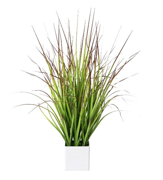 Blutgras im weißen Topf