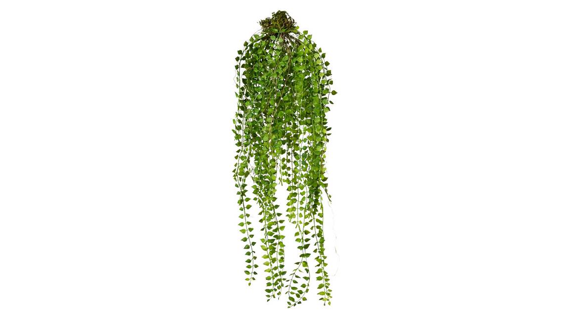 Rachenrebe Columnea Sven
