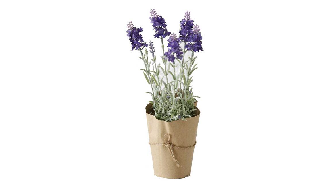 Lavendel
