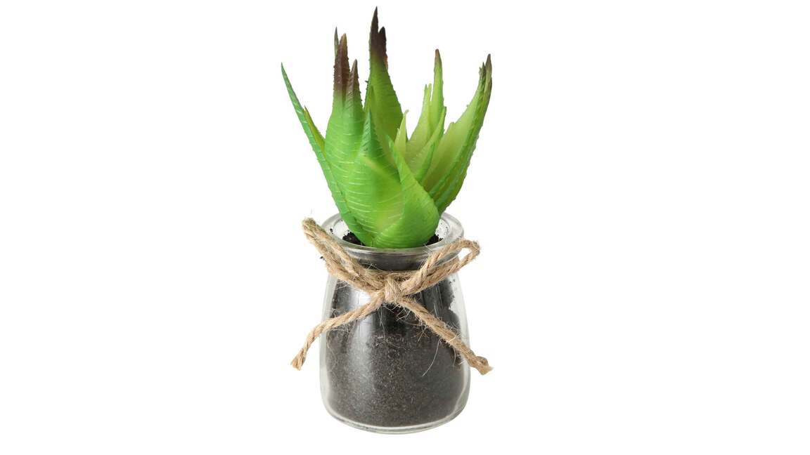 Sukkulente