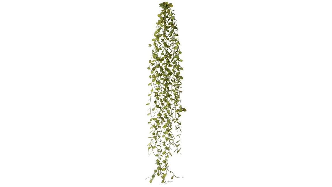 Mühlenbeckia Oscar