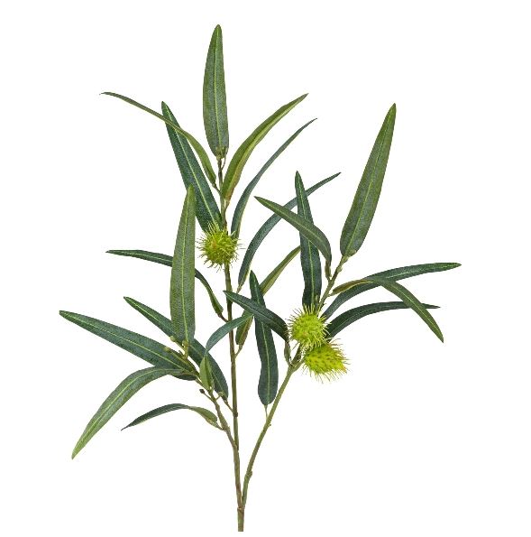Asclepias
