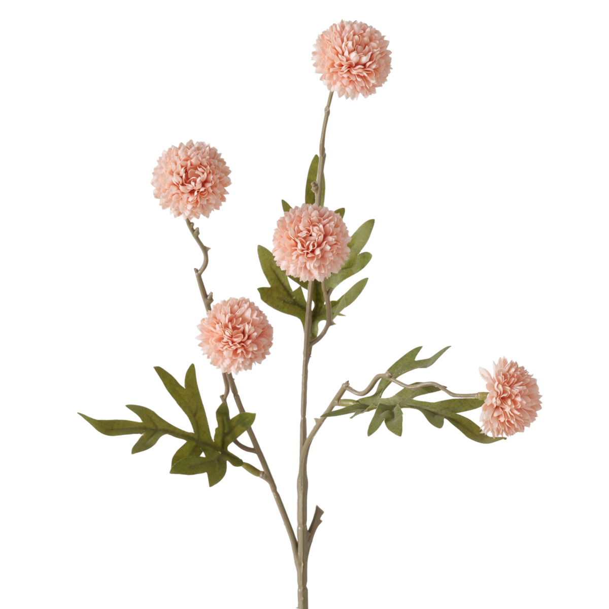 Boltze Stielblume Dahlie - Grün,Hellrosa