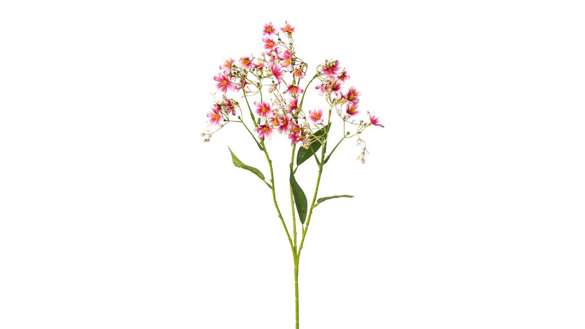 Sommerschleierkraut Lania
