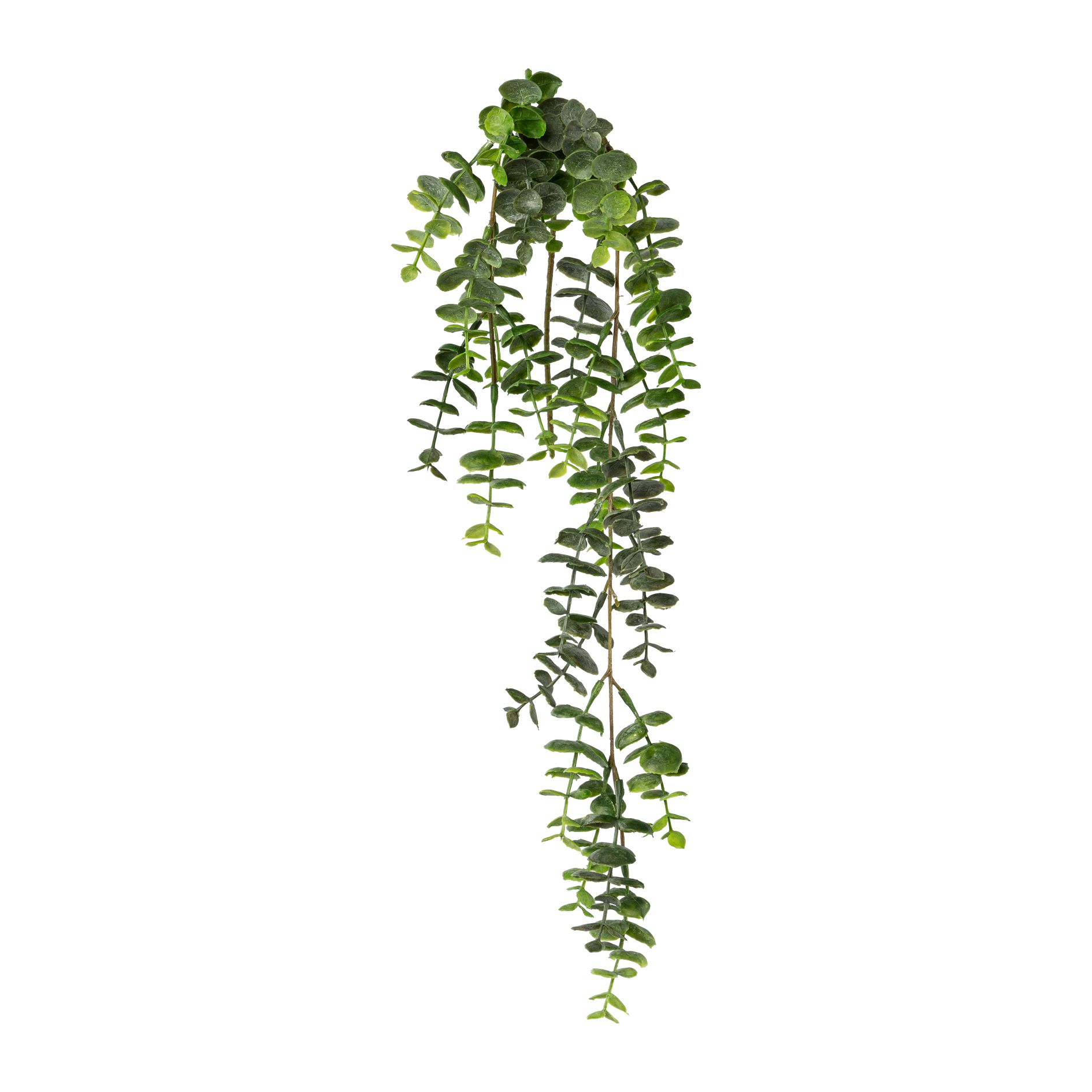 Gasper Eucalypthus-Hängezweig Valdemar - grün