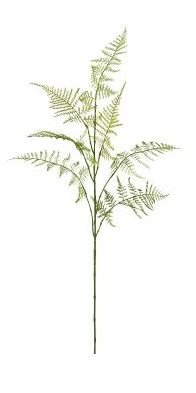 Asparaguszweig
