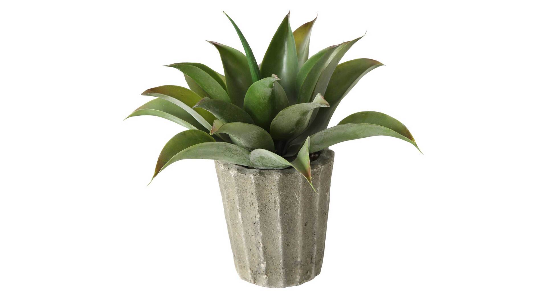 Agave