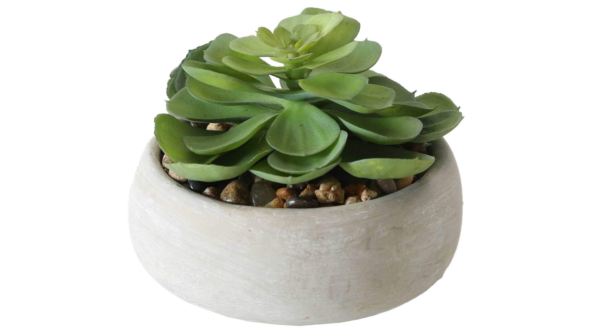 Interliving BEST BUDDYS! Sukkulente Echeveria